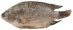 Tilapia 500-800gr