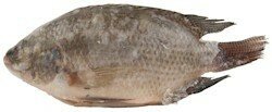 Tilapia Black 4kg doos
