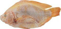 Tilapia Red
