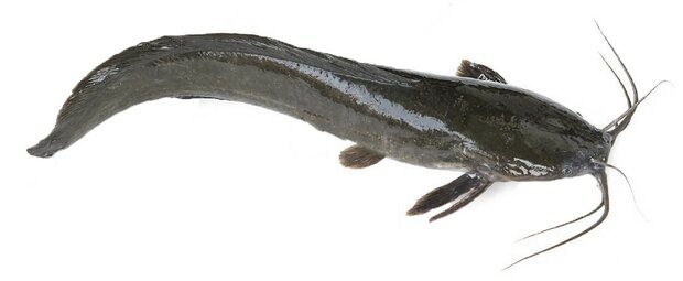 Catfish