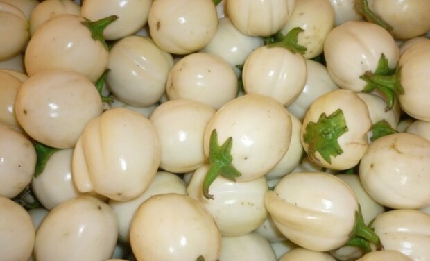 Garden Eggs