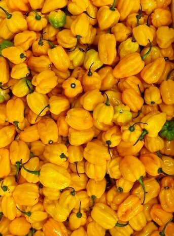 Adjuma