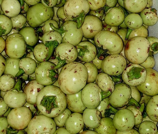 Surinaamse Antroewa
