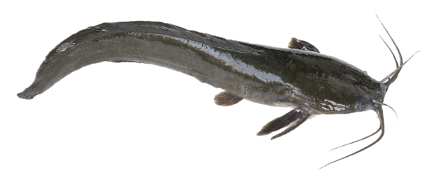 Catfish Gutted 4kg doos