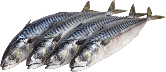 Makreel 20kg