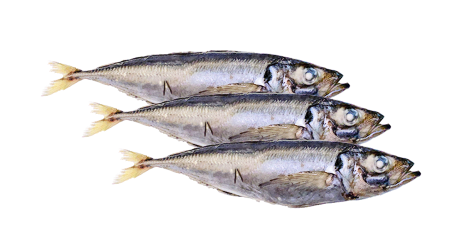 Horse Mackerel 3st.
