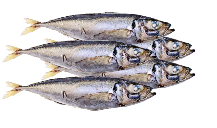 Horse Mackerel 8kg