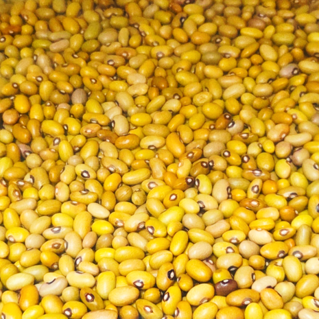 Haricots Verts (Rwanda) 25kg