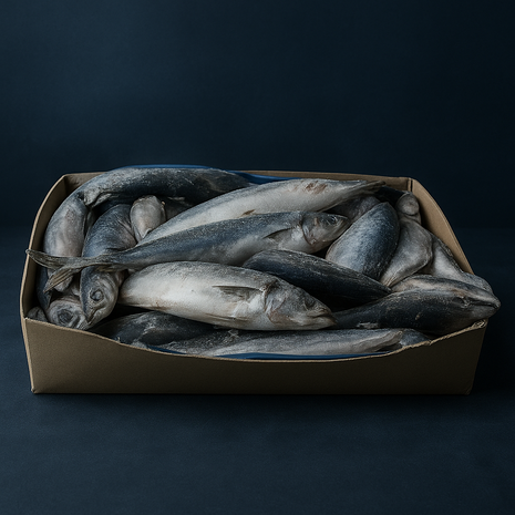 Horse Mackerel (Portugal) 8kg packed