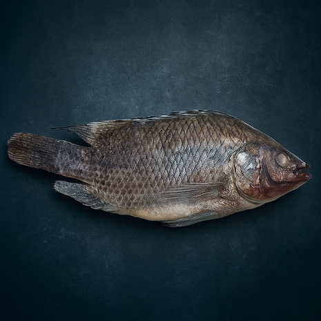 Tilapia Black 4kg doos