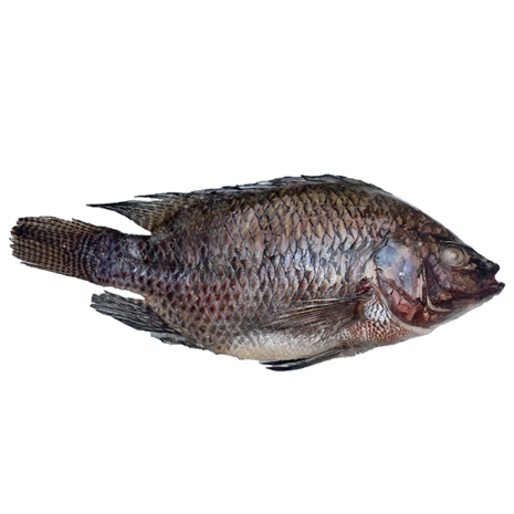 Black Tilapia 500-800 4kg doos