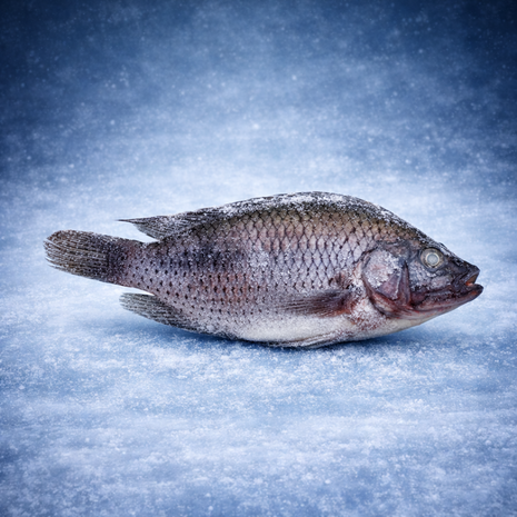 Tilapia 500-800gr