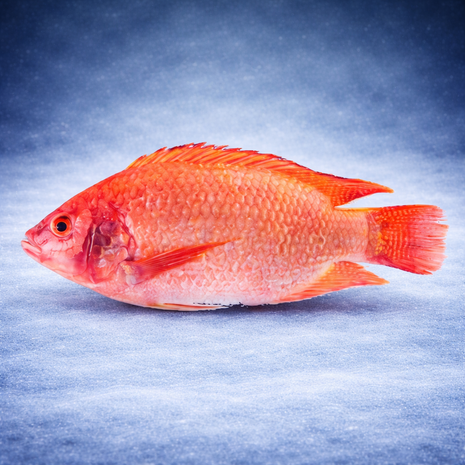 Tilapia Red 1kg &mdash; Diepgevroren hele vis voor Afrikaanse gerechten | Tokoram.nl
