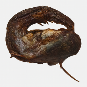 TR Catfish Ring 150gr