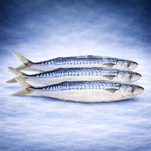 Makreel Verpakt 2/3st