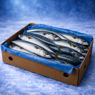 Makreel (Noorwegen) 20kg